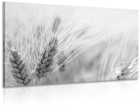 Εικόνα ενός χωραφιού με σιτάρι σε ασπρόμαυρο - 60x40