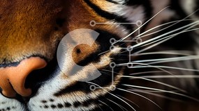 Σετ των 2 Intra Συλλεκτικό Ξύλινο Παζλ Plywood 4mm - Κοντινό πλάνο του προσώπου της τίγρης Σε Ξύλινο Κουτί - Διαστάσεις: 10x10 cm – 25 κομμάτια