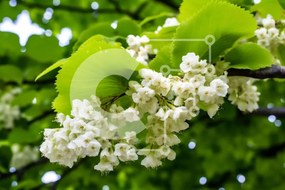 Intra Συλλεκτικό Ξύλινο Παζλ Plywood 4mm - Κλαδί δέντρου με λευκά λουλούδια και πράσινα φύλλα Σε Ξύλινο Κουτί - Διαστάσεις: 10x10 cm – 25 κομμάτια