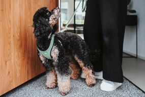 Λουρί Σκύλου Hunter Comfort Ροζ XXS 26-30 cm