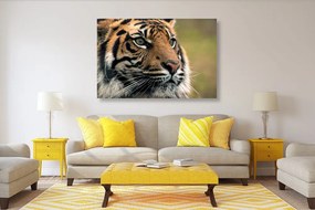 Εικόνα τίγρη της Βεγγάλης - 60x40