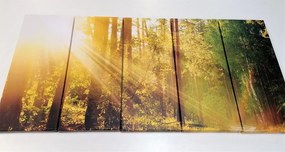 Εικόνα 5 μερών ελαφριές ακτίνες στο δάσος