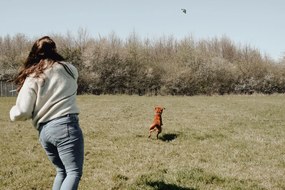 Παιχνίδια για Σκύλους Hunter