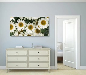 Εικόνα λουλουδιών χαμομηλιού χαμομηλιού - 100x50