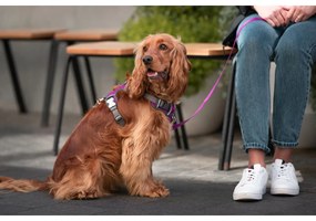 Λουρί Σκύλου Red Dingo Dingo 38-58 cm 46-63 cm Μωβ M