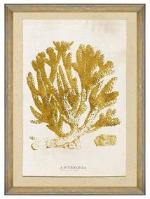 Κάδρο Caribbean Sea Life - Anthozoa Coral FA13223 50X70 MindTheGap Κάθετοι Wood