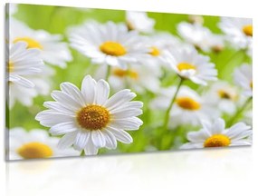 Εικόνα ανοιξιάτικο λιβάδι γεμάτο λουλούδια - 60x40
