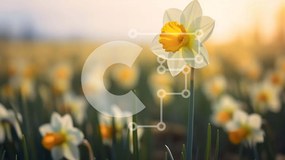 Intra Συλλεκτικό Ξύλινο Παζλ Plywood 4mm - Πεδίο με νάρκισσους με ένα λουλούδι να ξεχωρίζει Σε Ξύλινο Κουτί - Διαστάσεις: 10x10 cm – 25 κομμάτια