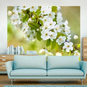 Φωτοταπετσαρία - Beautiful delicate cherry blossoms 200x154