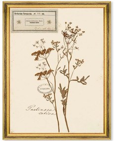 Κάδρο Herbarium Alpinium VII FA13460 35x50cm Multi MindTheGap Κάθετοι Ξύλο,Γυαλί
