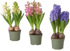 HYACINTHUS φυτό σε γλάστρα, 12 cm 705.930.84