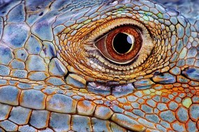 Φωτογραφία Iguana (Iguana iguana) eye, close-up, Hans Strand