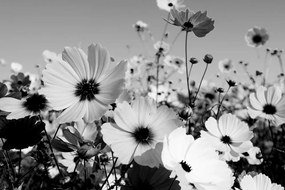 Εικόνα λιβάδι με ανοιξιάτικα λουλούδια σε μαύρο & άσπρο - 120x80