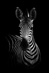 Φωτογραφία The Zebra, WildPhotoArt