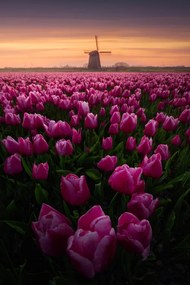 Φωτογραφία Tulip Mania, SANDEEP MATHUR