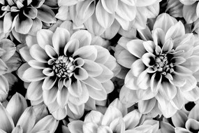 Εικόνα τρυφερών λουλουδιών ντάλιας σε μαύρο & άσπρο