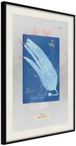 Αφίσα - Alga Cyanotype - 40x60 - Μαύρο - Με πασπαρτού