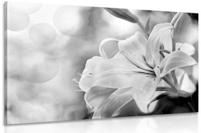 Εικόνα ενός λουλουδιού κρίνου σε αφηρημένο φόντο σε μαύρο & άσπρο - 60x40