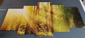 Εικόνα 5 μερών ακτίνες του ήλιου στο δάσος