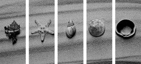 Εικόνα 5 μερών Κοχύλια σε αμμώδη παραλία σε μαύρο & άσπρο - 200x100