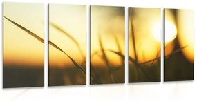 Εικόνα 5 μερών που δύει ο ήλιος στο γρασίδι - 100x50