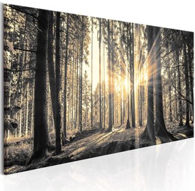 Πίνακας - Forest Sun 150x50
