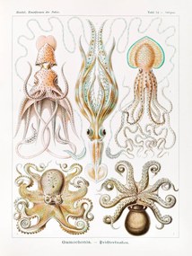 Εκτύπωση έργου τέχνης Gamochonia–Trichterkraken (Octopus / Academia) - Ernst Haeckel, (30 x 40 cm)