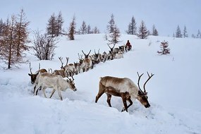 Φωτογραφία Mongolia, Tsaatan, reindeer transhumance, Tuul & Bruno Morandi