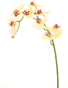 Τεχνητό Κλωνάρι Ορχιδέα 9380-7 75cm Beige Supergreens Polyethylene