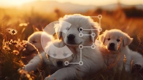 Intra Συλλεκτικό Ξύλινο Παζλ Plywood  4mm - Κουτάβια Golden Retriever σε ένα πεδίο ηλιοβασιλέματος Σε Ξύλινο Κουτί - Διαστάσεις: 10x10 cm – 25 κομμάτια