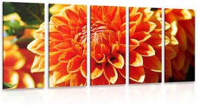Εικόνα 5 τμημάτων πορτοκαλί ντάλια - 100x50