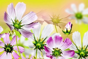 Εικόνα καλοκαιρινά λουλούδια - 90x60