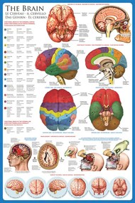 Αφίσα The Brain