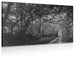 Εικόνα ασπρόμαυρο δάσος - 60x40