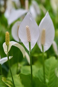 Φωτοταπετσαρία Ψηφιακής Εκτύπωσης FLORAL 158-CR - nav-100-02-07-01638