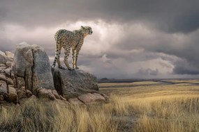 Φωτογραφία Cheetah View, Marcel Egger