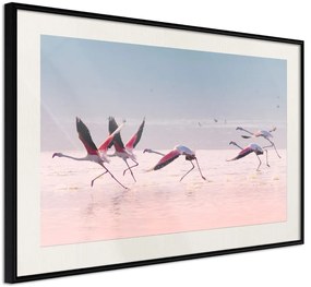 Αφίσα - Flamingos Breaking into a Flight - 30x20 - Μαύρο - Με πασπαρτού