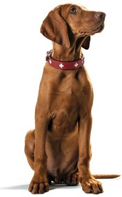 Κολλάρο Σκύλου Hunter Swiss Κόκκινο/Μαύρο 35-43 cm