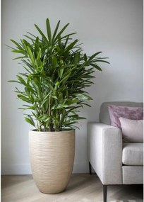 Γλάστρα Capi Europe Πλαστική ύλη Στρόγγυλο