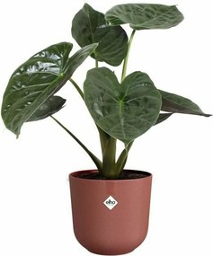 Βάζο Λουλουδιών Elho