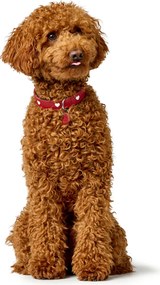 Κολλάρο Σκύλου Hunter Love M/L 47-54 cm Κόκκινο