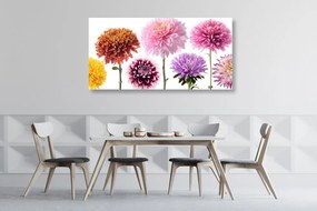 Εικόνα λουλουδιών ντάλιας σε διαφορετικό σχέδιο - 120x60