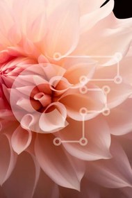 Σετ των 2 Intra Συλλεκτικό Ξύλινο Παζλ Plywood 4mm - Ανθισμένο ροζ λουλούδι σε μαύρο φόντο Σε Ξύλινο Κουτί - Διαστάσεις: 10x10 cm – 25 κομμάτια