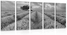 Εικόνα 5 τμημάτων χωράφι λεβάντας σε ασπρόμαυρο - 200x100