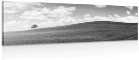 Εικόνα όμορφη μέρα στο λιβάδι σε ασπρόμαυρο - 150x50