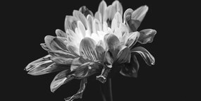 Εικόνα ασπρόμαυρη μαργαρίτα - 100x50