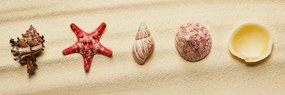 Εικόνα από κοχύλια σε μια αμμώδη παραλία - 135x45