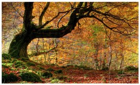 Φωτοταπετσαρία - Autumn, forest and leaves 450x270