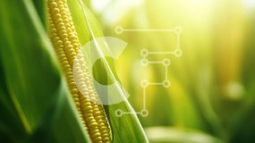 Intra Συλλεκτικό Ξύλινο Παζλ Plywood 4mm - Κοντινό πλάνο του στάχυ καλαμποκιού με ορατούς πυρήνες Σε Ξύλινο Κουτί - Διαστάσεις: 10x10 cm – 25 κομμάτια