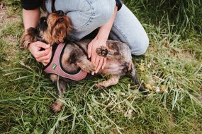 Λουρί Σκύλου Hunter Comfort Ροζ XXS 26-30 cm